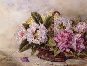 Rododendros